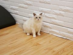 -momokira米努特·德文卷毛猫·棉花面纱犬