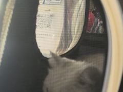 -艾贝尔宠物医院 ·中兽医·宠保定点(北门桥店)