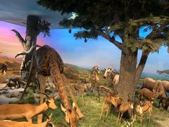 -国家自然博物馆