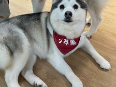 -Husky Go! 哈士奇体验馆·宠物咖啡厅狗咖