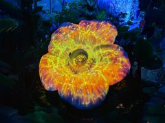 -叶氏兄弟果业(湖州龙王山路3店)