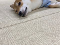 -逗柴咖啡屋·狗咖猫咖宠物桌游