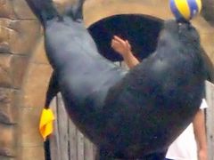 -秦皇岛乐岛海洋王国