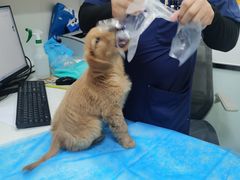 -中农国际动物医院24小时·猫科·骨科·急重症中心