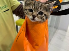 -艾吉宠物医院·疑难杂症转诊中心·猫友好(碧江路院)