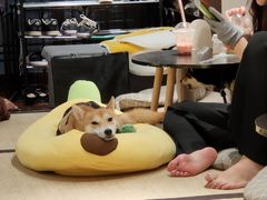 -逗柴咖啡屋·狗咖猫咖宠物桌游