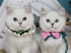 -lincat·猫舍(广州店)