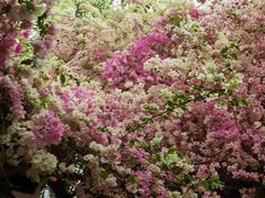 -深圳国际园林花卉博览园