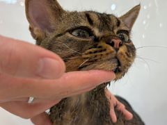 -momokira米努特·德文卷毛猫·棉花面纱犬