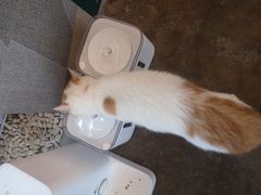 -喵屿·大理花园猫咖