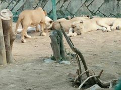 -泉州海丝野生动物世界