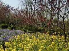 -合肥滨湖国家森林公园