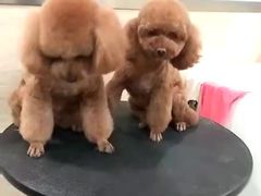 -多卡布奇宠物生活馆(上林世家店)