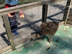 -前小桔亲子创意农场·草莓采摘·露营烧烤