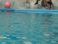 -尼莫海豚馆