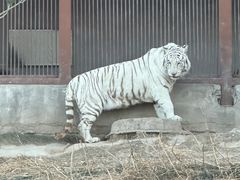 -太原动物园