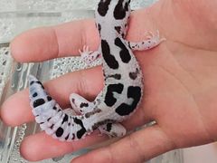 -酷以爬仙阁实体爬宠店·守宫·蜥蜴·专业繁育