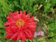 -花开海上生态园