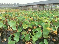 -灵山莲花公园-温泉度假区