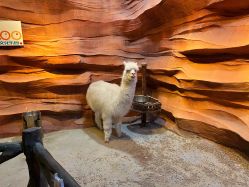 -酷嗒动物文化乐园(cutezoo西溪乐天城店)