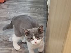 -小猫来了·猫舍(红山六九七九店)
