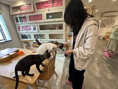 -楼上猫咖(罗湖店)