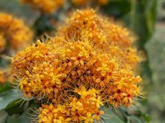 -广州神农草堂中医药博物馆