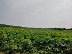 -西青郊野公园