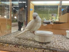 -帕帕拉兹宠物(亚洲旗舰店)