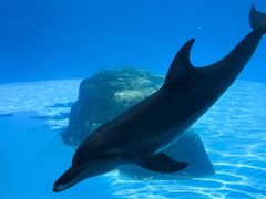 -珠海长隆海洋王国