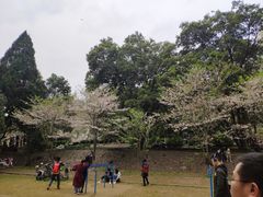 -武汉大学-樱园