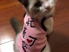 -袖虎·猫馆(体育西路店)