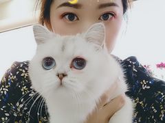 -鼓捣猫呢主题猫咖店