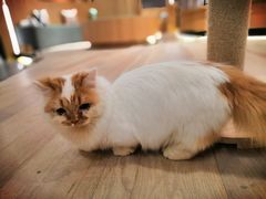 -CAT’S MEWSTAR CAFE·喵星球猫屋(晴湾咖啡店)
