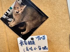 -楼上猫咖(罗湖店)