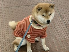 -北京观赏动物医院·24小时大型综合·猫专科·异宠专科