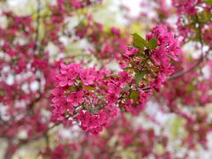 -海棠花溪(元大都城垣遗址公园)