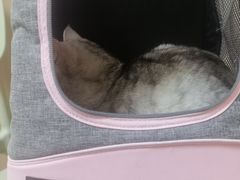 -瑞派康怡24h宠物医院·犬猫医疗中心·微创绝育(瑞景分院)