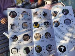 -喵屿·大理花园猫咖