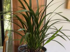 -荷风细雨·中国茶宴(碧云店)