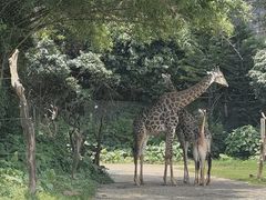 -广州长隆野生动物世界