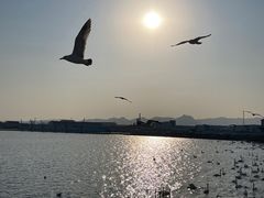 -烟墩角天鹅湖