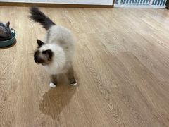 -1013 PET SHOP精品宠物商店(丁香店)