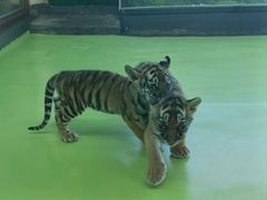 -栾川竹海野生动物园