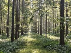 -黄海国家森林公园