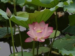 -桃花涧