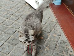 -猫岛主趣味餐厅(鼓浪屿店)