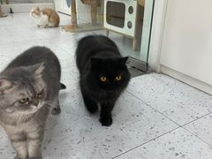 -喵园·猫主题咖啡厅·撸猫·猫咖(国贸店)