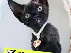 -70cat德文卷毛猫·缅因猫纯种猫舍