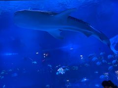 -烟台海昌鲸鲨海洋公园